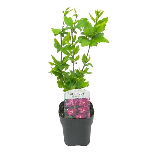 GreenboutiQ - Arbustes - Hibiscus syriacus Woodbridge - Fleur Rose - 1 Plante - Feuilles caduques - Peu d'entretien - Pot 17cm Hauteur 45cm