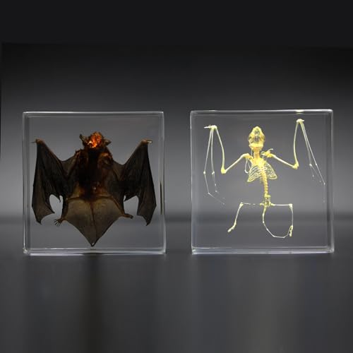 Western Eagle Workshop Real bat Specimen, bat Skeleton Specimen, Resin Taxidermy for Science Classroom Science Education, Great Gift for Taxidermy Lovers, Animal Skulls, quirks, Biology (2-Pack)