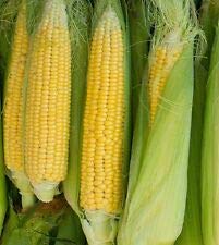 Risala Sweetcorn Golden Bantam Lot de 50 graines de maïs