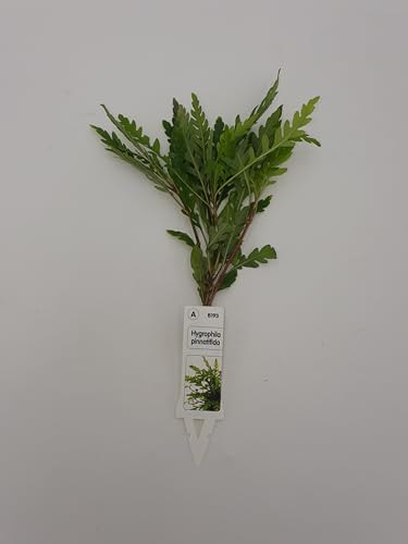 Wasserpflanzen Aquarium 1 schöne volle Bundpflanze wählen Sie selbst...