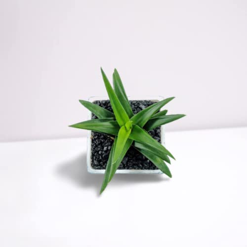 Creative Farmer Succulent Plant Haworthia Pentagona Succulents For Home Oxygen Plants|Living Room|Living Room|Table|Live Plant|Home Décor (Healthy Live Plant) (B09K427QDQ) Amazon Price History, Amazon Price Tracker