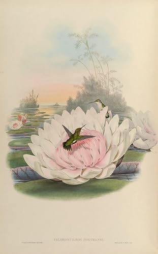 Toile animale oiseau Chlorostilbon Poortmani affiche grand format 60x90cm Gould