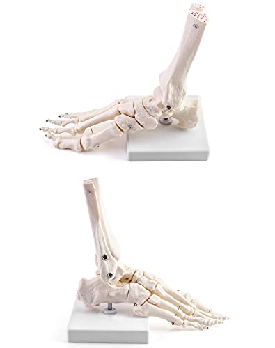 Qwork CA5323 Human Foot Skeleton Model thumb #3