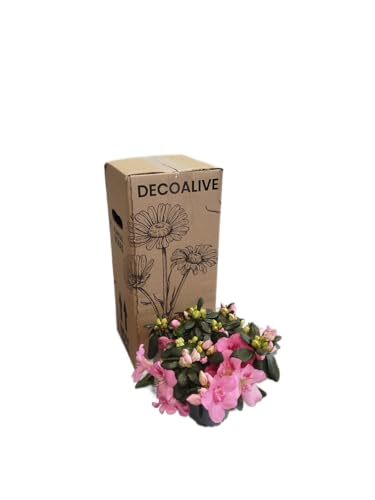 DECOALIVE Planta Natural Azalea Rosa – Arbusto en Flor para Decoración del Hogar