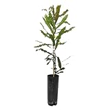 Garden Center Shop | Macadamia TB20 110–130 cm | Árbol Frutal perenne | Follaje Verde Intenso | Ideal en Jardín o Huerto