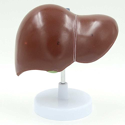 Modèle d'enseignement du foie 1:1 modèle anatomique étude