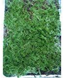 Live Sphagnum Moss for Vivarium, Terrarium, Craft