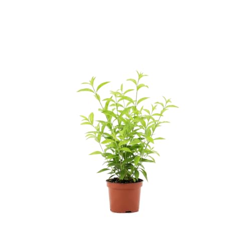 Cestrum Nocturnum Jazmín de Noche Planta Natural para Jardín DECOALIVE Maceta de 17 cm