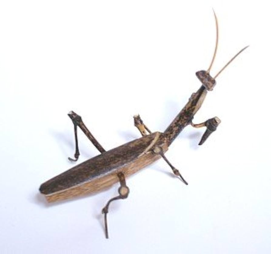 竹細工、虫籠に入ったカマキリ(竹製) Amazon.co.jp: 伝統的工芸品 駿河竹千筋細工 竹の昆虫 かまきり