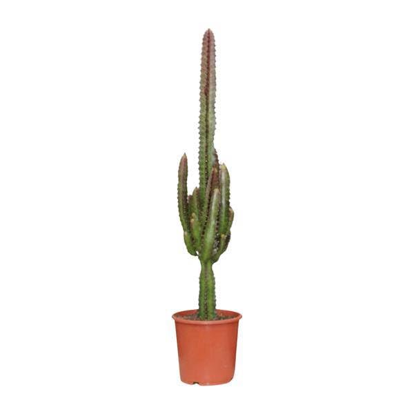 Dreikantige Wolfsmilch - Euphorbia Trigona Rubra - Zimmerpflanze - Ø17cm - 70cm