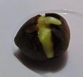Fresh Japanese Green Tea Camellia sinensis Fresh Seeds