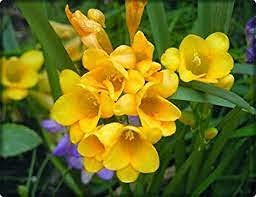 Audbhidhi Flower Bulbs| Freesia Bulbs Imported Fragrance Flower Bulbs For Home Gardening 100% Germination (Pack Of 5 Bulbs) Yellow (B09F3QC6LL) Amazon Price History, Amazon Price Tracker