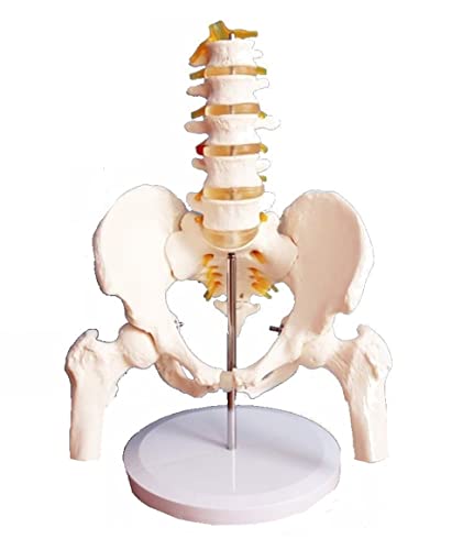 Amazon.co.jp: MedianField 【 骨盤模型 大腿骨 台座 セット