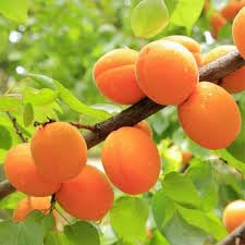 Cutting Apricot Live Plant (Original Variety Pack Of-1) Healthy Plant With- 1 Pot Rare Plant (B0D1XVZHKH) Amazon Price History, Amazon Price Tracker