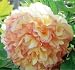 10pcs/lot Rare Heirloom Sorbet Robust Colorful Double Blooms Peony Tree Seeds bonsai plant home garden free shipping P1