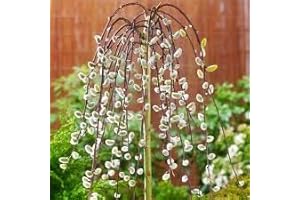 Weeping Pussy Willow Live Tree Cuttings - Grow Stunning Pussy Willow Trees