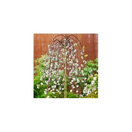 Weeping Pussy Willow Live Tree Cuttings - Grow Stunning Pussy Willow Trees