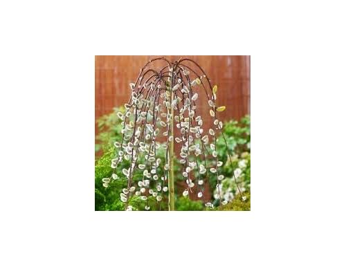 Best Pussy Willow Plant Cuttings For A Stunning Landscape