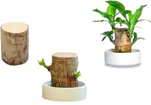 Brazilian Wood Plant,Mini Brazil Lucky Wood,Lucky Tree,with Ceramic Tray Brazilian Tree Perfect for Home,Office Desktop Decoration (Single)