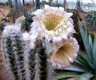 Rara Pilosocereus PALMERI exótico color azul columnar Cactus Cactus de semillas 20 semillas