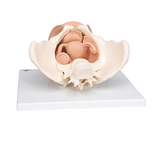 Image of 3B Scientific L31 Female Pelvis Skeleton w / genital organs 3-part - 3B Smart Anatomy