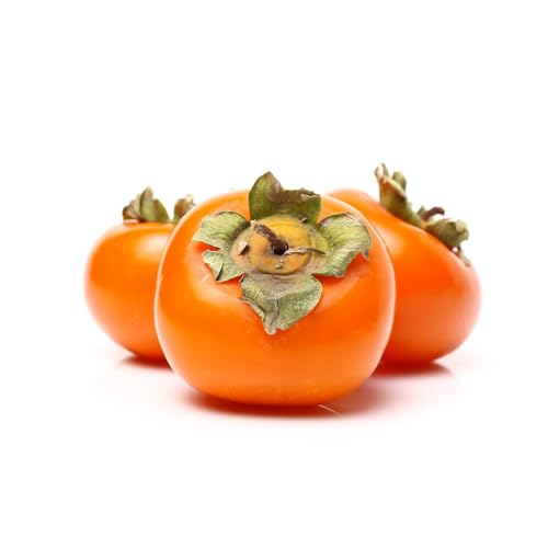Genérico, Muda de Caqui Chocolate 50 a 80cm AMK - Plantas Online