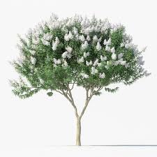 White Crape Myrtle Tree, Flowering Ornamental Shrub, Garden Landscaping Plant, Pure White Blooms, Summer Flowering 1 Gallon