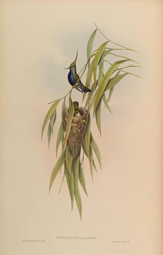 Impression sur toile animal oiseau Cephallepis Delalandii poster peinture salon 60x90