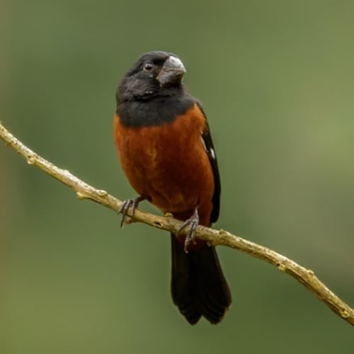 Curi&oacute;: curiosidades, tradi&ccedil;&otilde;es e amea&ccedil;as