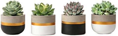 Mkono 3 Inch Mini Succulent Pots Concrete Planter Set, Modern Tin...