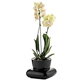 Macetas para interiores: descubre las macetas de interior perfectas que mejoran el ambiente de tu hogar mientras nutren tus plantas. Nuestras macetas de orquídeas especialmente diseñadas proporcionan el ambiente ideal para que tus orquídeas florezcan. Experimenta la comodidad de las macetas de riego automático en interiores, asegurando que tus orquídeas reciban la cantidad adecuada de hidratación, manteniéndolas vibrantes y saludables con el mínimo esfuerzo.