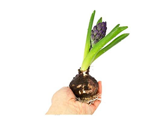DECOALIVE Bulbo de Jacinto con Flores Hyacinthus Orientalis