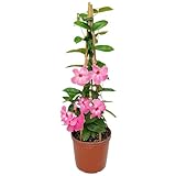 Mandevilla Vine Plants - Pink Giant - Overall Height 36' - Tropical Plants of Florida (Plant Only)