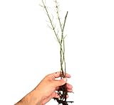 Equisetum hyemale | Scouring-Rush Horsetail | Bareroot | Ornamental | Plant for Water Gardens and Ponds | Reproduces Through Spores (3)