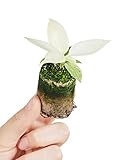 philodendron scandens blüte Die Lieferhöhe dieser Pflanze beträgt 8cm (inkl. Boden/Topf)