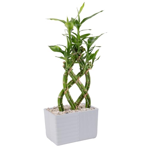 Costa Farms Lucky Bamboo Live Plant | 12-18 Inches Tall Indoor Houseplant | Potted in Minimal Decor Plant Pot | Braided or Straight, Grower's Choice| Room or Office Decor