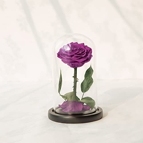 Natroses Handmade Preserved Roses In Glass Dome, Long Lasting Purple Roses Real, Glass Rose For Valentine’s Day, Christmas, Mother’s Day, Birthday, Anniversary, Wedding, Thanksgiving #TOP2
