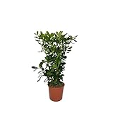 piante pitosforo 💧 Poche cure: tollera siccità e richiede annaffiature moderate; per siepe piantare a 30–40 cm