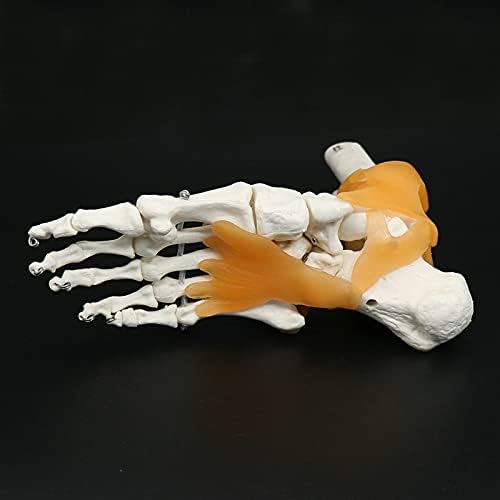 Human Life-Size 1:1 Skeleton Ligament Foot Ankle Joint Anatomy Medical Model