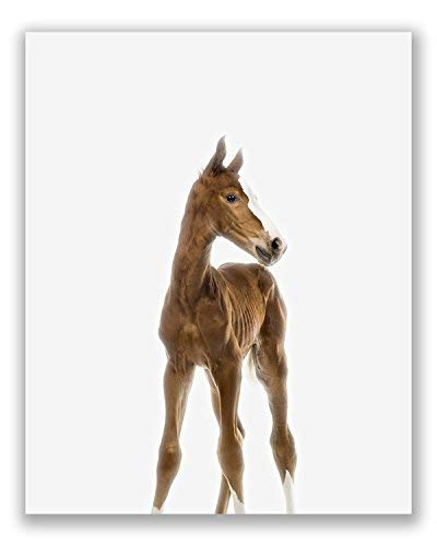 Baby Farm Animals Poster Prints - Set Of 6 (8X10) Adorable Furry Barn Portraits Wall Art Nursery Decor - Calf (Cow) - Chick (Chicken) - Donkey - Foal (Horse) - Duckling (Duck) - Piglet (Pig) #TOP4