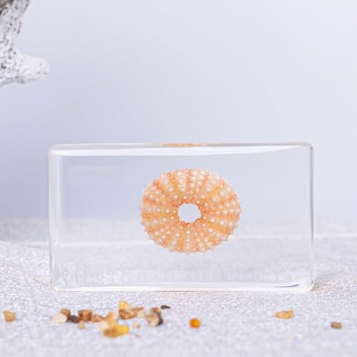 Image of Taxidermy Turtle Crab Snail Conch, Sea Oceans Animals Specimen in Resin for Closer-Look & Study, Novelty Fun & Educational for Science Classroom Specimens, Home Office Decor Gift (2.9x1.6x0.9-inch)
