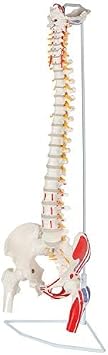 Anatomy Warehouse Painted Flexible Vertebral Column with Femur Heads + Skeletal System Laminated Poster Bundle