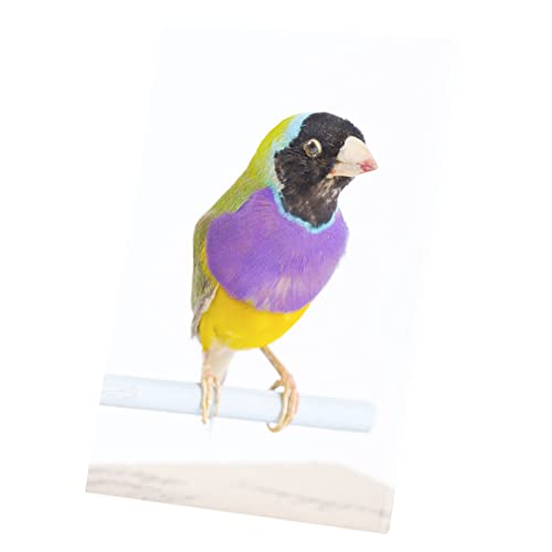 Tableau oiseau exotique gouldian finch toile imprimée multicolor 30x45cm