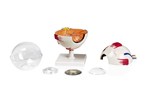 Parco Scientific B10413 Human Eye | Separates Into 7 Parts For Closer Examination Of Interior Structures | 4X Enlarged Model | Labeled Diagram Included | Mounted On A Stand #TOP1