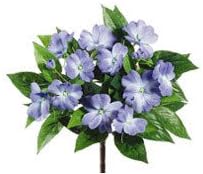 11" Impatiens Bush x5 Blue (Pack of 24)