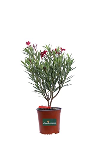 Pianta di Oleandro Pianta di Nerium Oleander pianta da esterno da fiore ornamentale di Oleandro vera venduta da eGarden.store (Maravenne - Rosso)