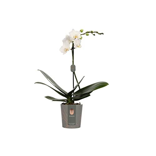 DECOALIVE Phalaenopsis Flores Color Blanco Planta Natural de Interior Orquídea Blanca