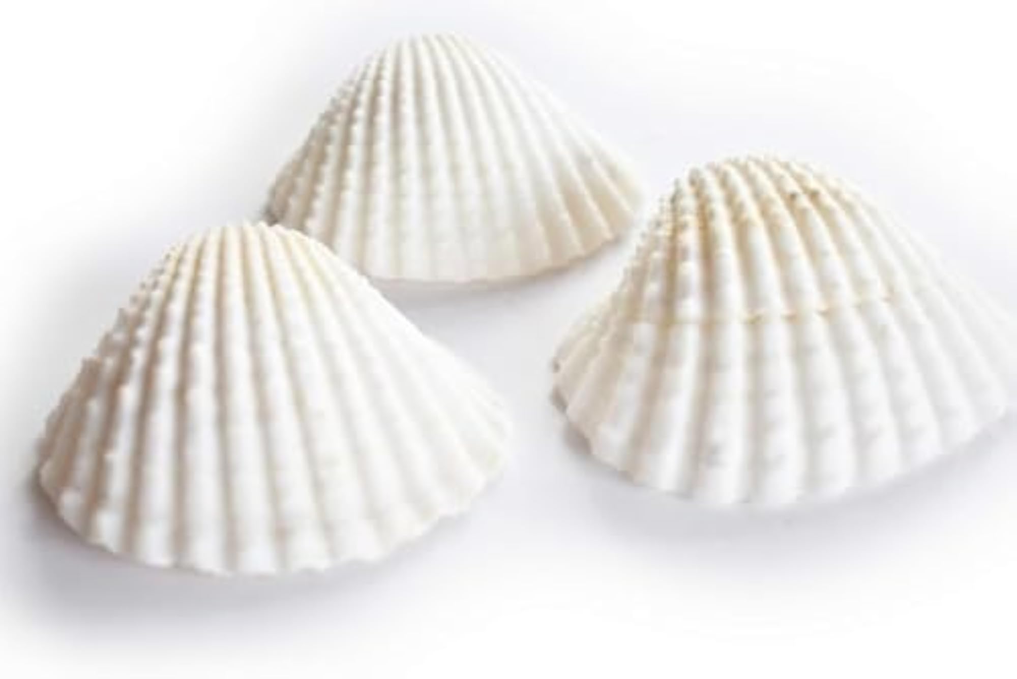 15PCs White Ark Decorative Artificial Sea Shells
