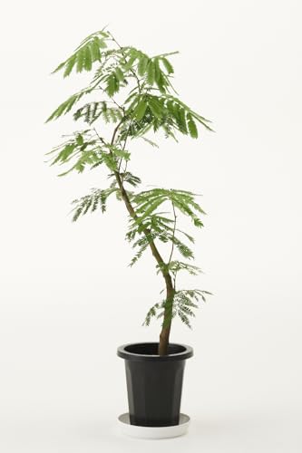 観葉植物 8号 エバーフレッシュ」の人気商品一覧 | 安い商品を通販