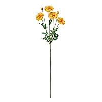 最高傑作マリーゴールド 310bSCCVDtL._SS200_.jpg